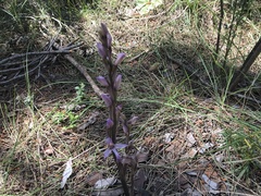 Limodorum trabutianum