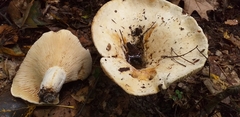 Fungi