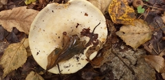Fungi