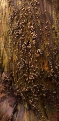 Fungi