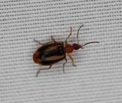 Lebia solea