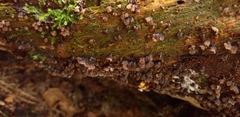 Fungi
