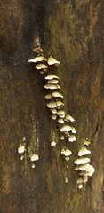 Fungi
