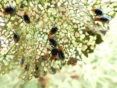 Podagrica fuscicornis