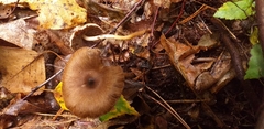 Fungi