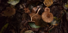 Fungi