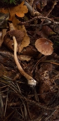 Fungi