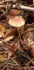 Fungi