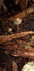 Fungi