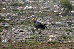 Neophron percnopterus