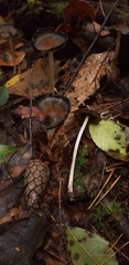 Fungi