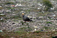 Neophron percnopterus