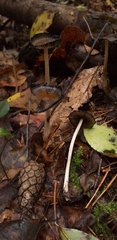 Fungi