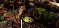 Fungi