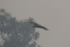 Neophron percnopterus