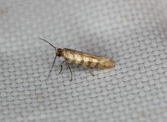 Argyresthia quadristrigella