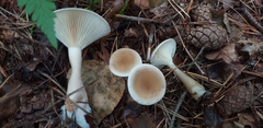 Fungi
