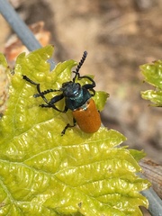 Labidostomis taxicornis