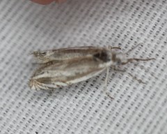 Eucosma striatana