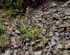 Sanicula saxatilis