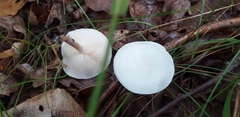 Fungi
