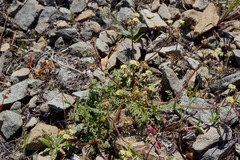 Sanicula saxatilis
