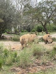 Ceratotherium