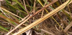 Fungi