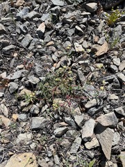 Sanicula saxatilis