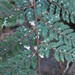 Smooth Shield Fern - Photo (c) Alice Shanks, some rights reserved (CC BY-NC), uploaded by Alice Shanks