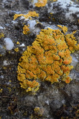 Variospora flavescens