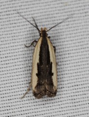 Dichomeris serrativittella