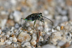 Cicindela oregona oregona