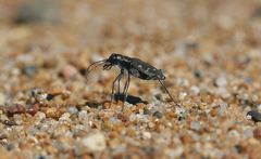 Cicindela oregona oregona
