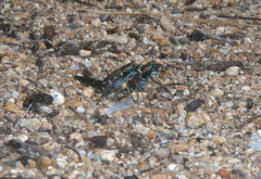 Cicindela oregona oregona