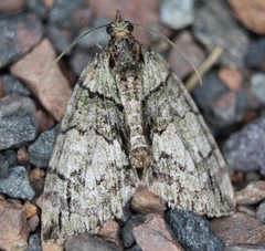 Hydriomena transfigurata