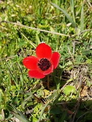 Anemone coronaria