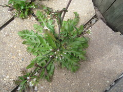 Capsella bursa-pastoris