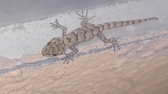 Mediodactylus