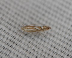 Phyllonorycter ostryaefoliella