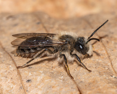 Andrena erythronii