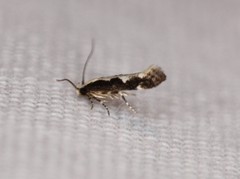 Agnippe prunifoliella