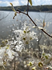 Amelanchier ovalis