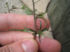 Capsella bursa-pastoris