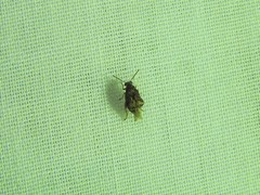 Pseudopachymerina spinipes