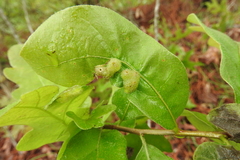 Neuroterus quercusirregularis