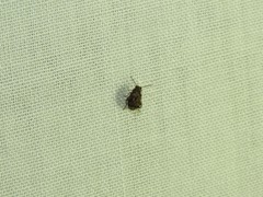 Pseudopachymerina spinipes