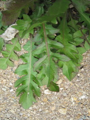 Capsella bursa-pastoris