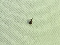 Pseudopachymerina spinipes