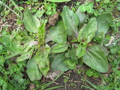 Plantago rugelii